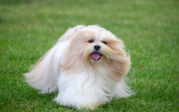 Lhasa Apso puppy India